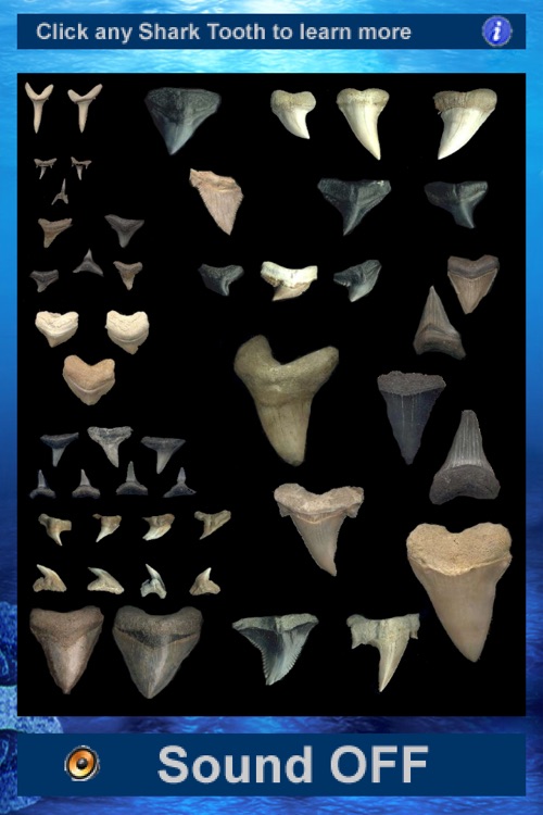 Shark Tooth Guide