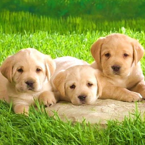 Labrador Retriever Wallpaper HD icon