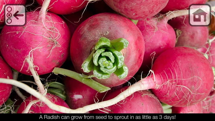 100 Things: Fruits & Vegetables – Picture Book for Toddlers