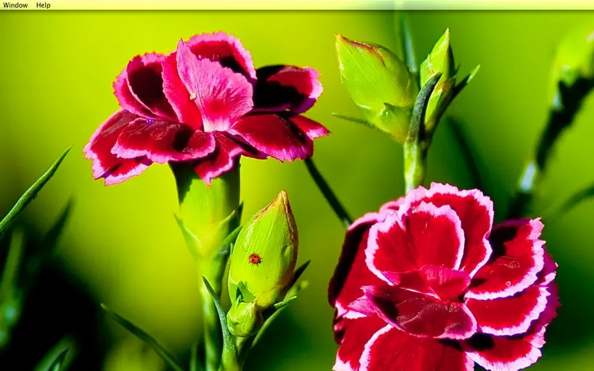 Скриншот IBug - Live Wallpaper на iPhone 5