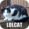 LOLCAT