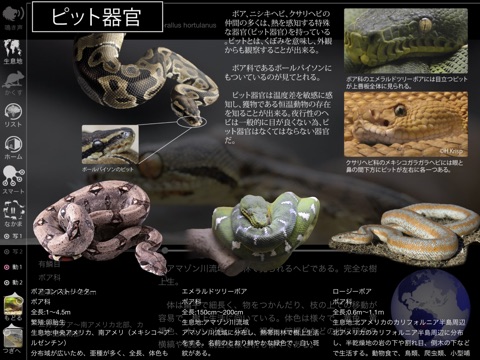 Reptile Life for Japan FREE screenshot 3