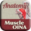 Anatomy - Muscle OINA
