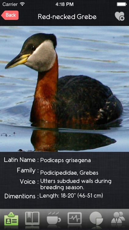 Birds Guide