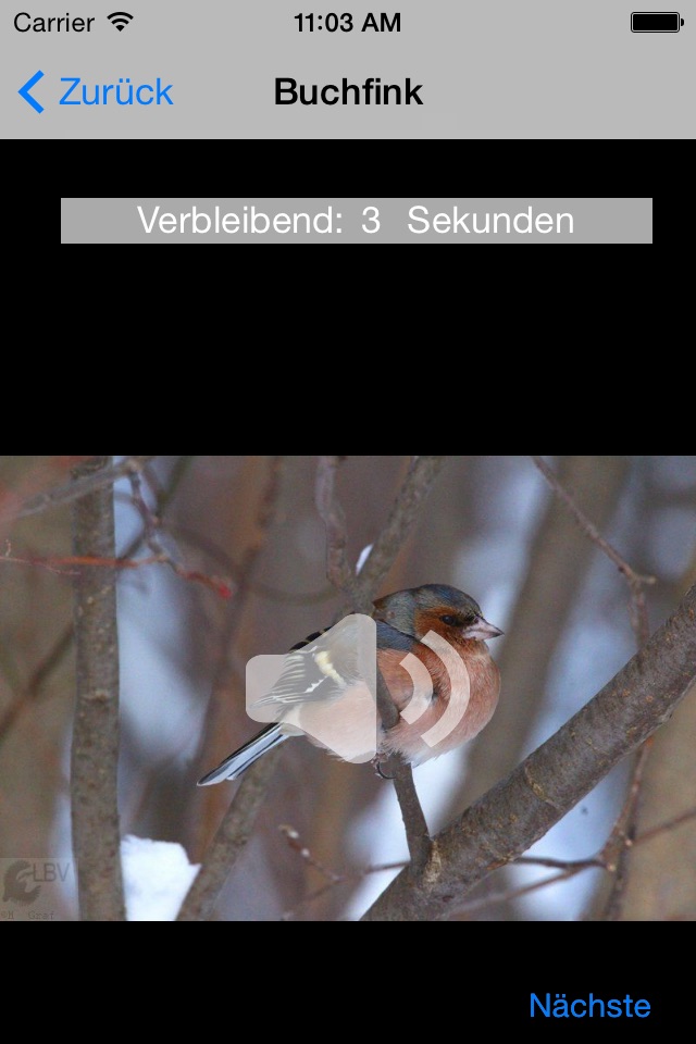 Vogelgesang im Oberbayer. Wald screenshot 4