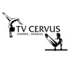 TV Cervus