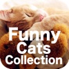 Funny Cats Collection