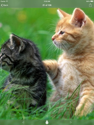 Screenshot #5 pour X-MOE~Extremely HD Wallpaper Gallery for Kitty & Doggy