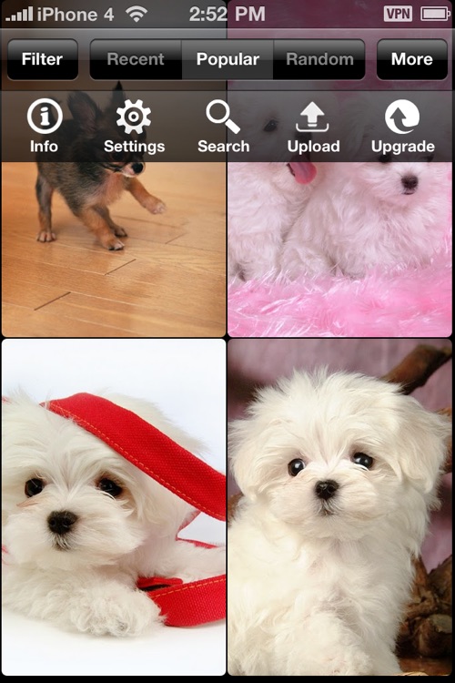 Dog pics - show your dogs and see what the world say! screenshot-3