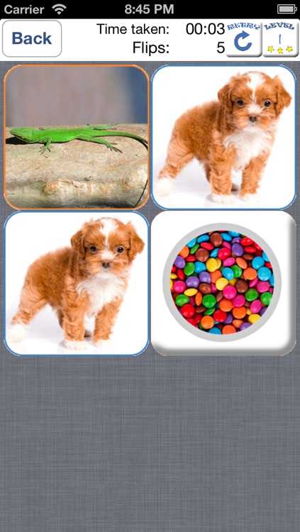 Doodle Pair Animals! Domestic&Pets - Photo Match Up Game Free Version (Picture Match)