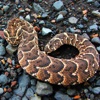 Poisonous Snakes: Deadly Reptiles