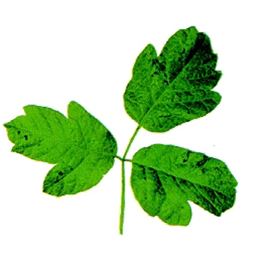 Poison Oak Quiz Fun icon