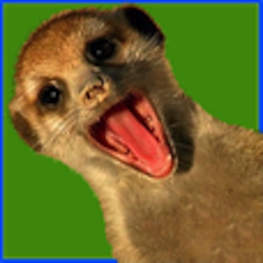 Brilliant MeerKat Icon