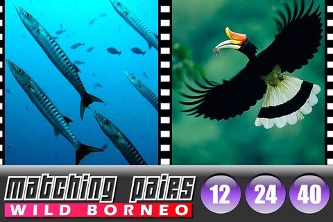 Matching Pairs Borneo (The Land Below The Wind) screenshot 2