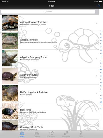 My Favorite Tortoise