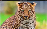 Image Viewer Deluxe iphone bilder 2
