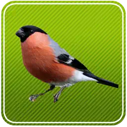 Vogelgesang im Oberbayer. Wald app icon