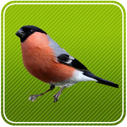 Vogelgesang im Oberbayer. Wald Cheats