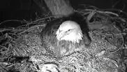 bald eagle cams iphone resimleri 3