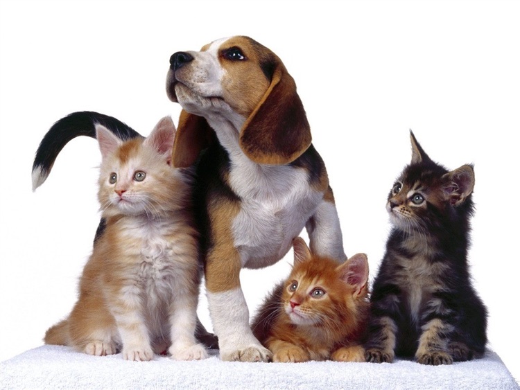 Cute Puppy Wallpaper