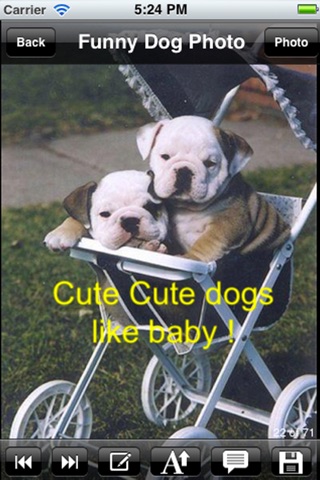 Funny Dog eCards.Funny Dog Greeting Cards.Funny Dog Wallpapers.Funny Dog Photos. screenshot 3