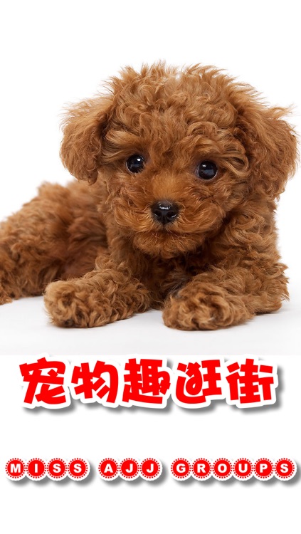 【宠物趣逛街】猫猫狗狗逛淘宝天猫精品购物另有搞笑宠物动画照片微博分享