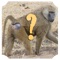 Animal Quiz EN