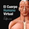 Explore la anatomía humana de la cabeza a los pies y de la piel a los huesos con el Cuerpo Humano Virtual, un modelo anatómico realista combinado con un diccionario anatómico