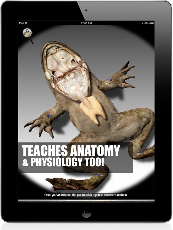 Froguts Frog Dissection HD for iPad screenshot-4