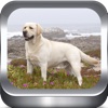 Dog Breeds Photo Catalog HD