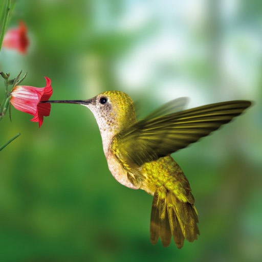 Nature Music Radio