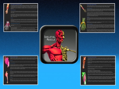 A study Anatomy Skeletal Muscle screenshot 2