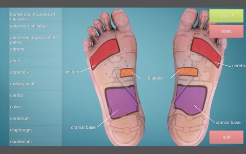 Drag&Drop Reflexology (foot) screenshot 2