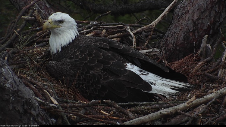 Bald Eagle Cams