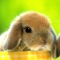Bunny TapTap Game for Kids － FREE