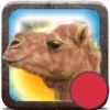 Red Camel