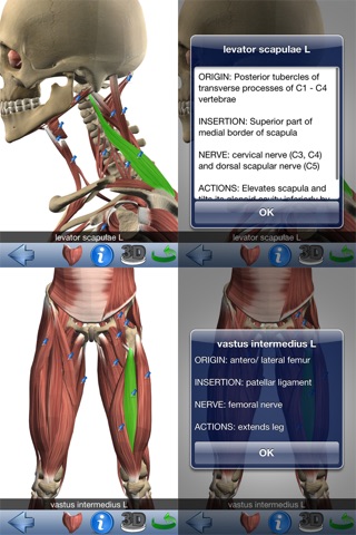 Visual Muscles 3D screenshot 4