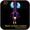 Male Urinary System Functions and Parts