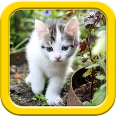 Activities of Cats puzzle - fun for kids