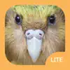 Birds of New Zealand LITE App Support