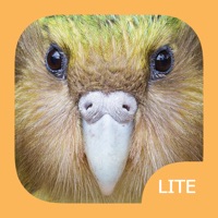 Birds of New Zealand LITE logo