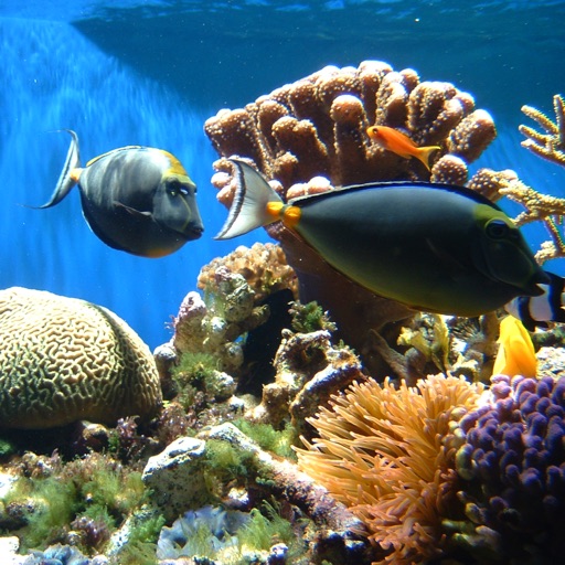 Coral Reefs icon