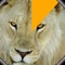 Visual Timer HD is a timer which slowly uncovers a stunning photo over time