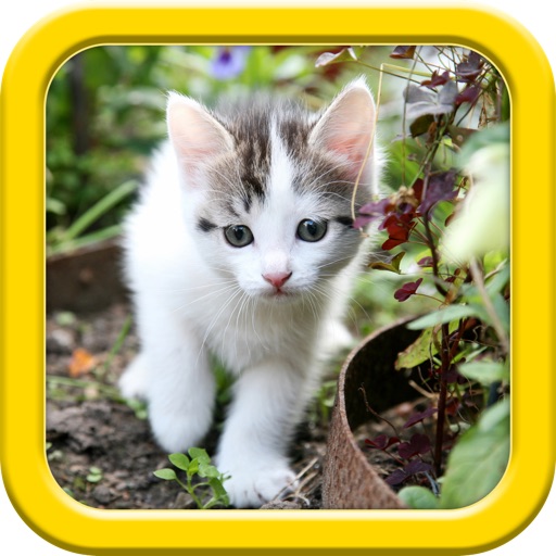 Cats puzzle - fun for kids icon