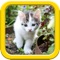 Cats is a cut puzzle game for kids who loves cute kittens