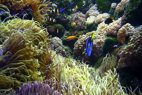 Aquarium Live screenshot 4