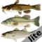 Freshwater Fish ID South lite