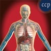 Circulatory, Digestive & Reproductive Systems - Free CH1