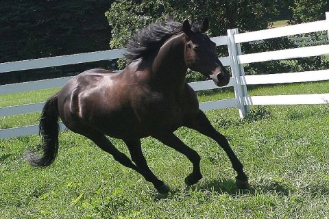 Horse!