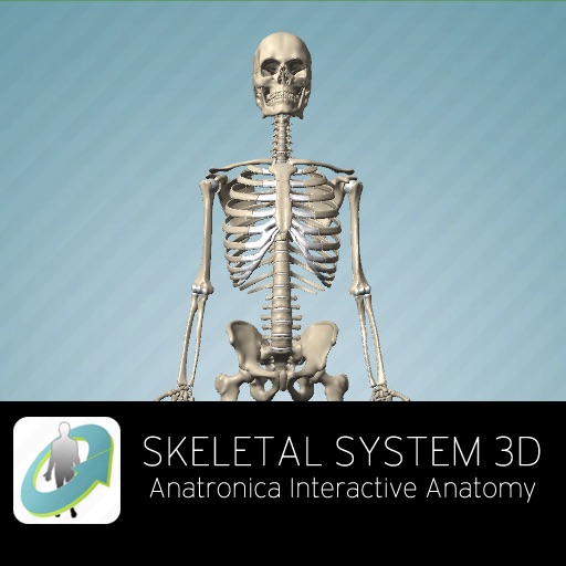 Skeletal System 3D - Anatronica Interactive Anatomy